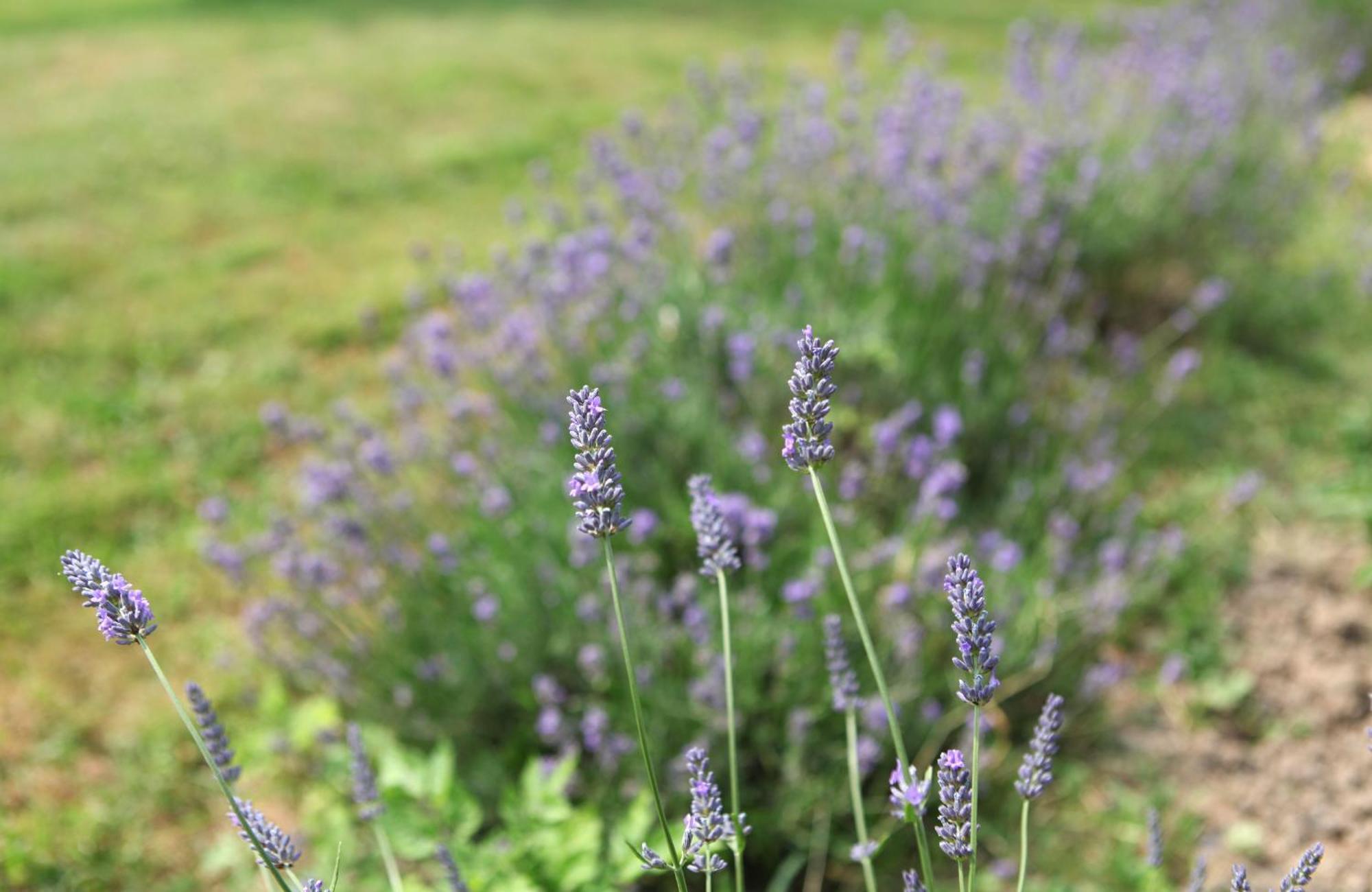 Une Maison, Un Jardin Berthenay Eksteriør billede